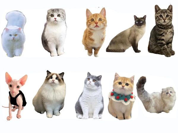 Dây chuyền sản xuất thức ăn cho mèo