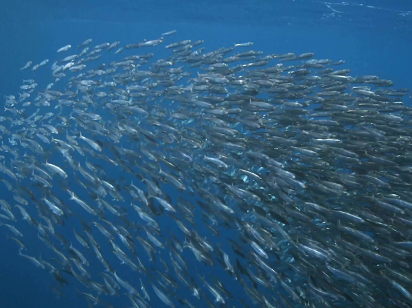 Dây chuyền sản xuất thức ăn cá