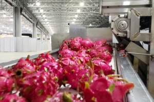 Nhà sản xuất dây chuyền sản xuất đồ uống rồng tự động