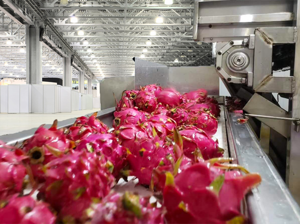 Nhà sản xuất dây chuyền sản xuất đồ uống rồng tự động