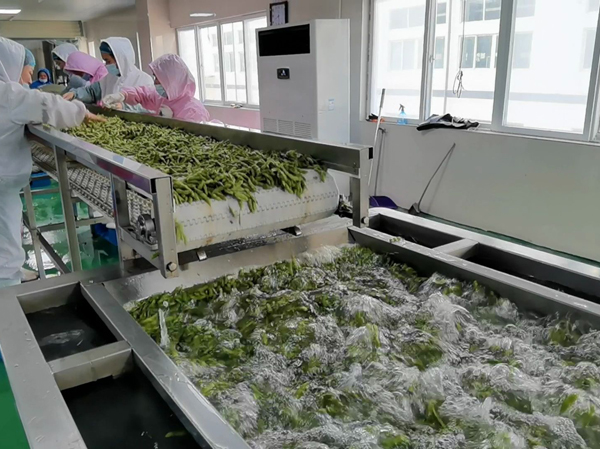 Nhà sản xuất dây chuyền sản xuất rửa, tẩy trắng và luộc rau củ